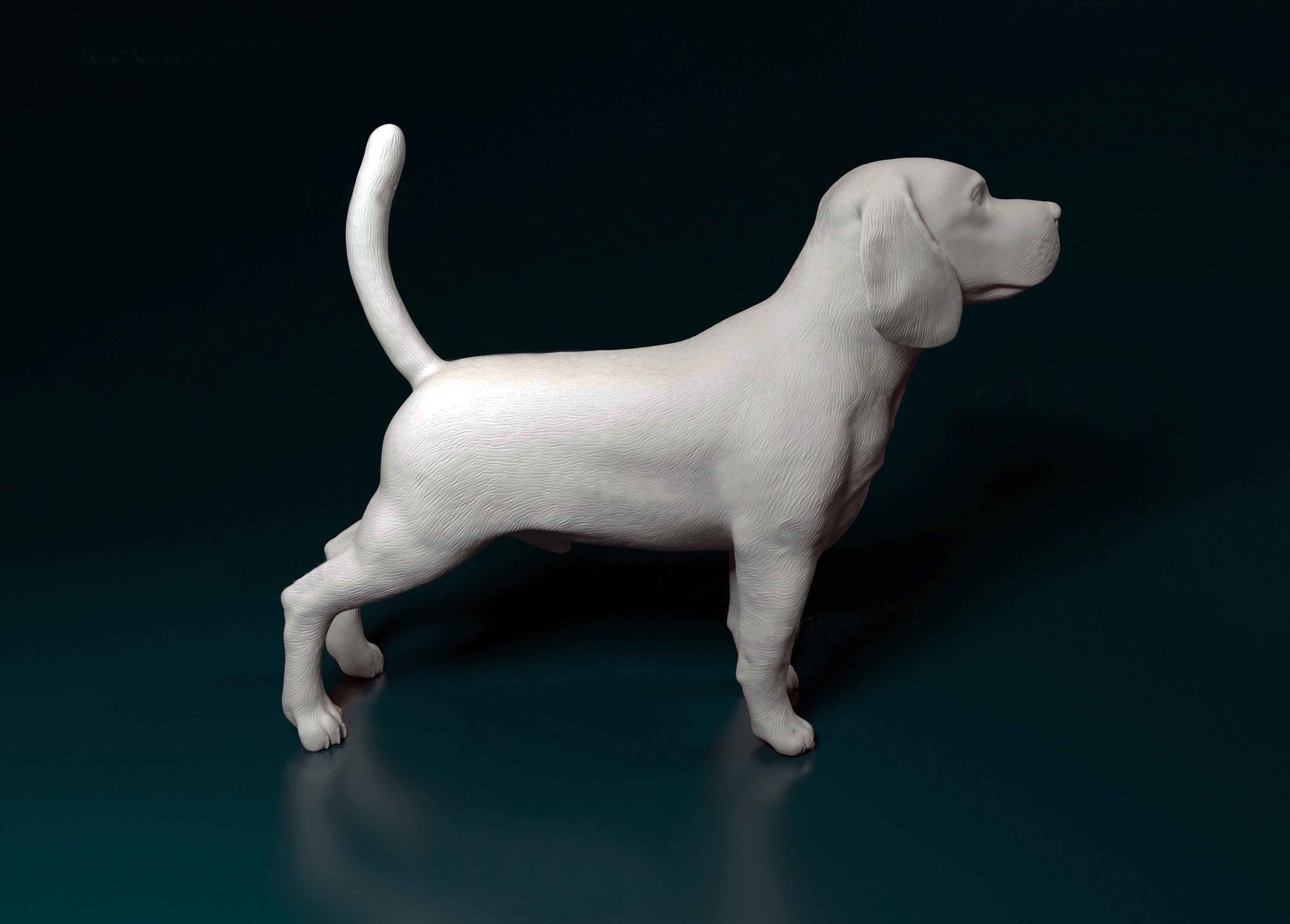 Beagle dog 3D print model_3