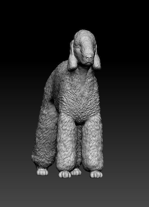 Bedlington terrier 3D print model_4