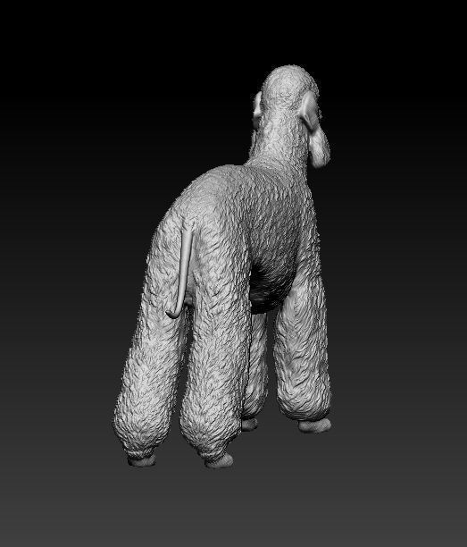 Bedlington terrier 3D print model_7