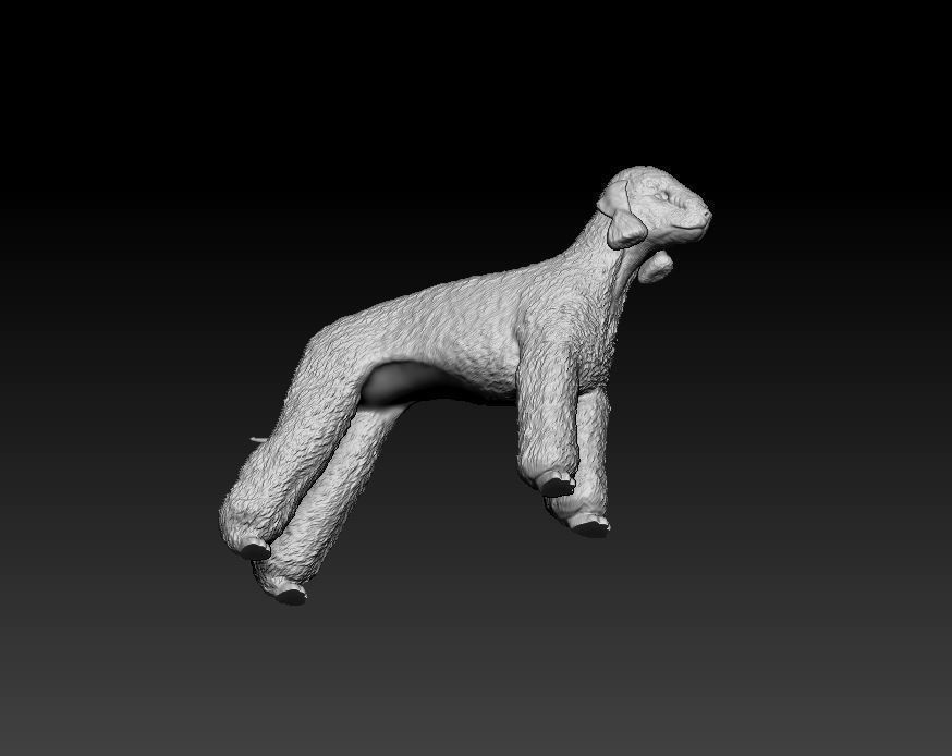 Bedlington terrier 3D print model_8