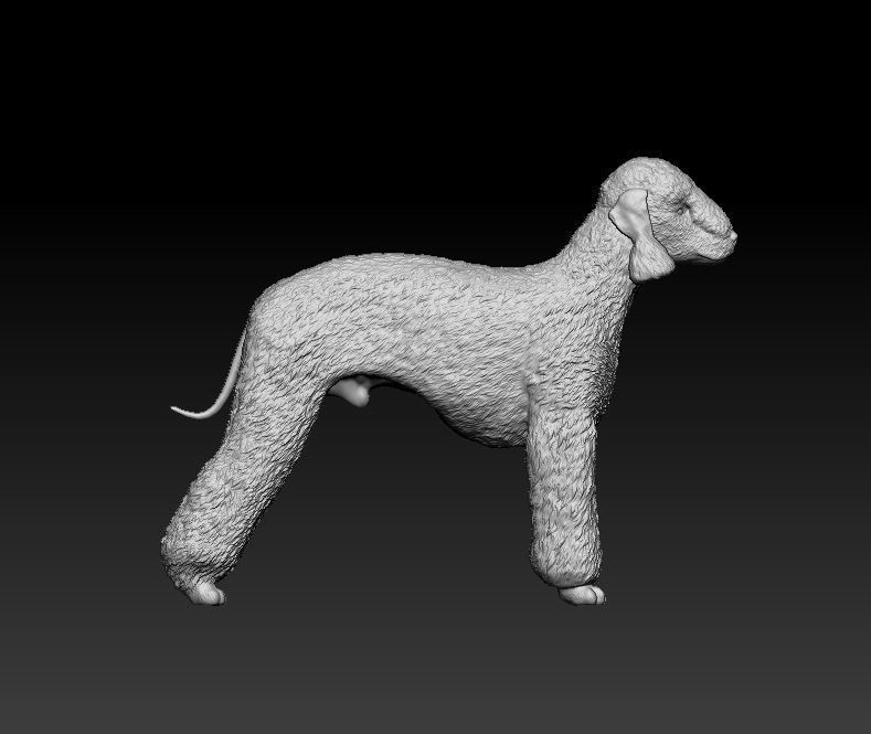 Bedlington terrier 3D print model_5