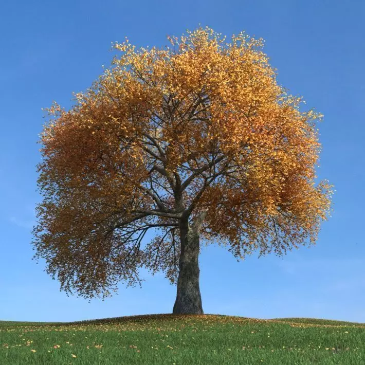 Amazing Golden Leaved Tree 3D model_0