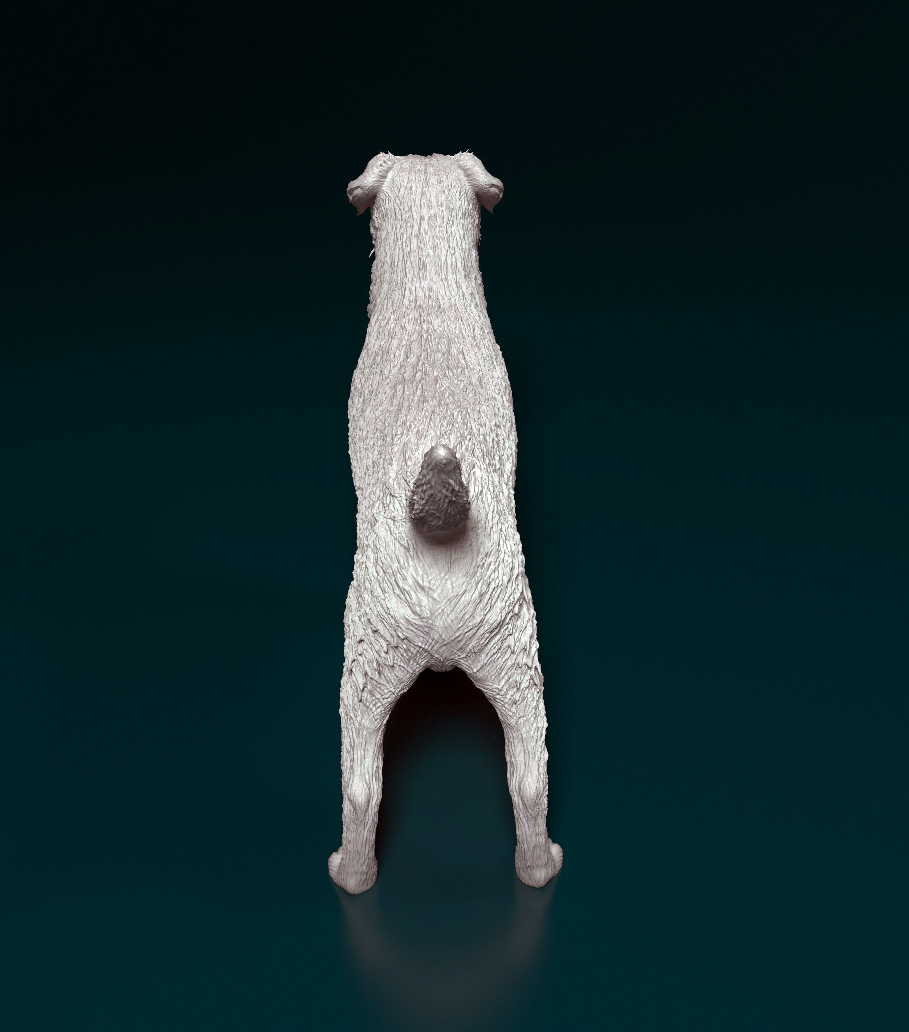 Border terrier 3D print model_6