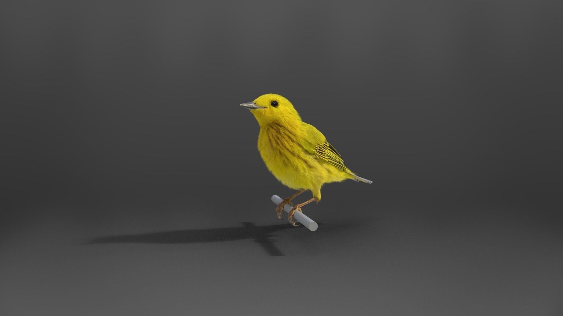 Yellow Warbler Animated VFX Grace 3D model_9