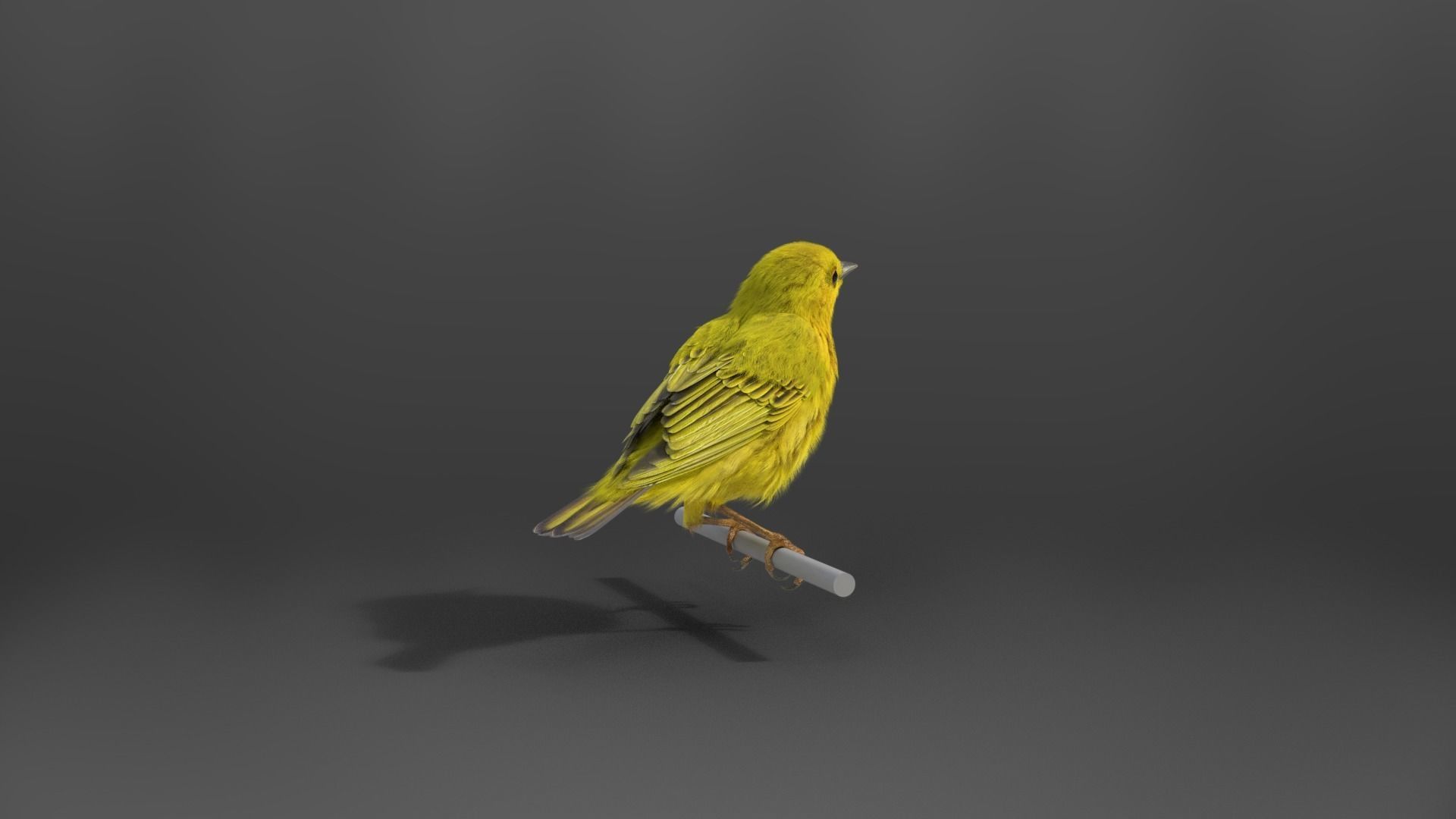 Yellow Warbler Animated VFX Grace 3D model_8