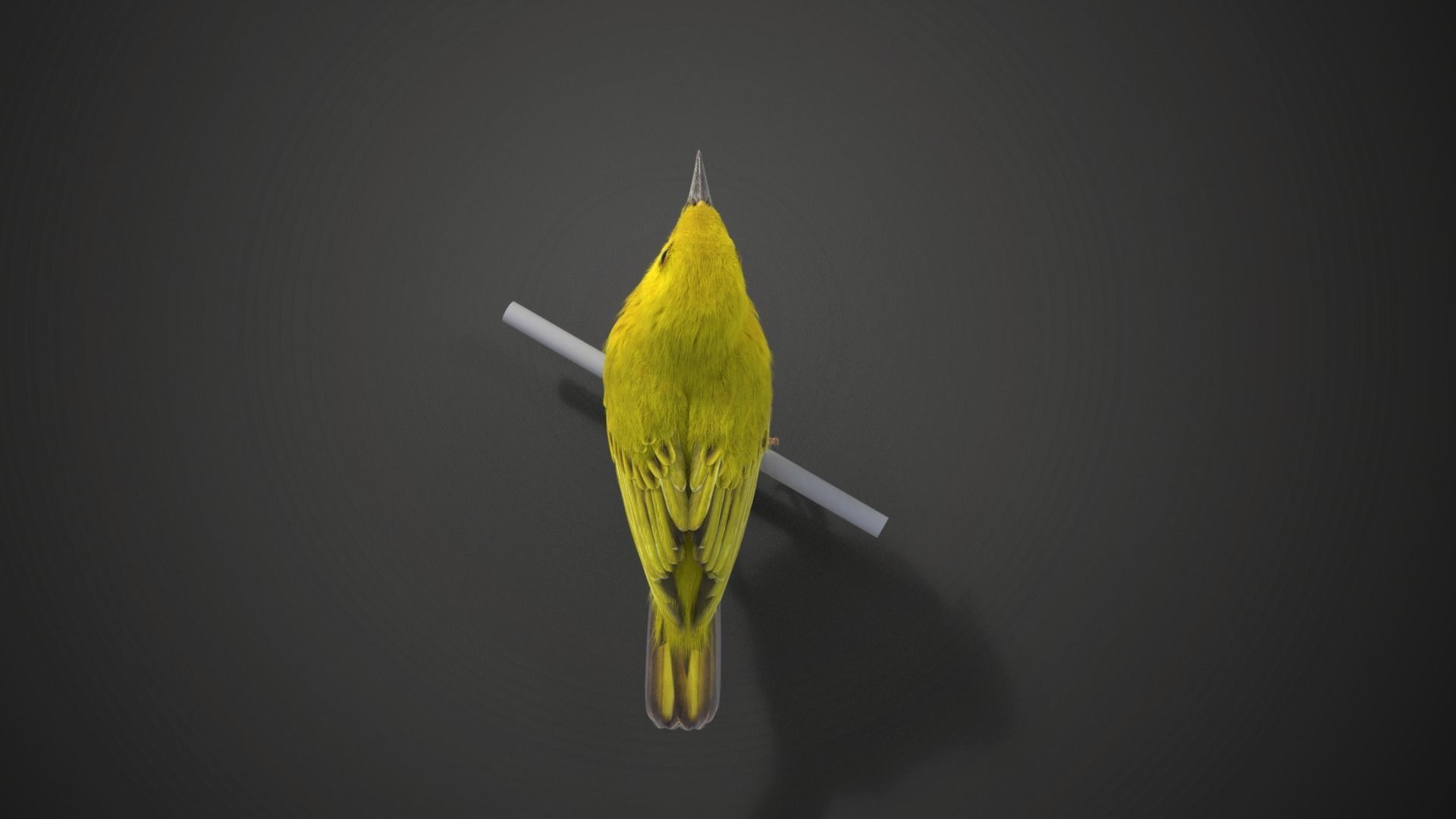 Yellow Warbler Animated VFX Grace 3D model_12