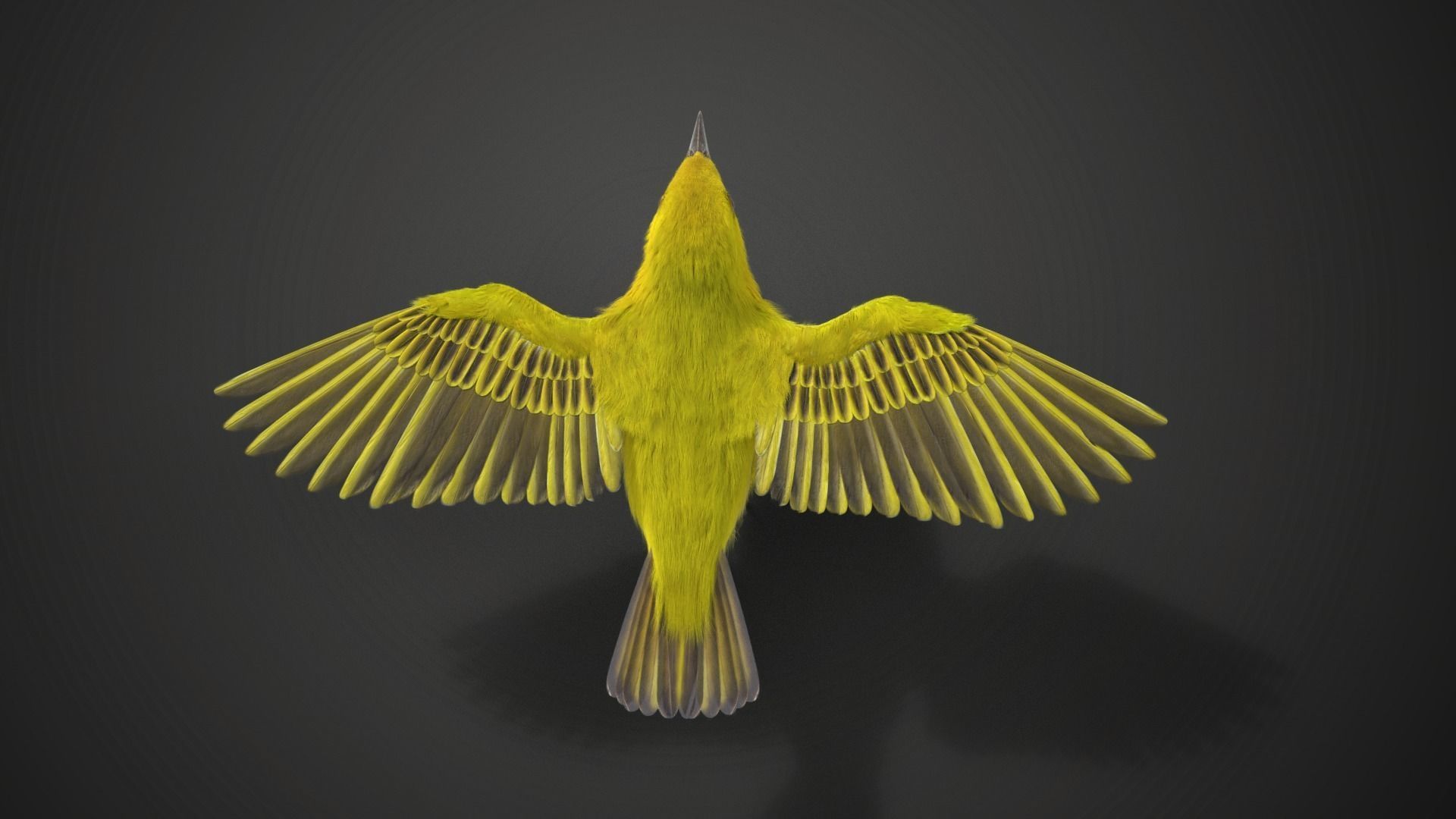 Yellow Warbler Animated VFX Grace 3D model_14