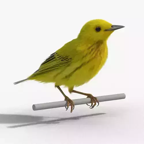 Yellow Warbler Animated VFX Grace 3D model