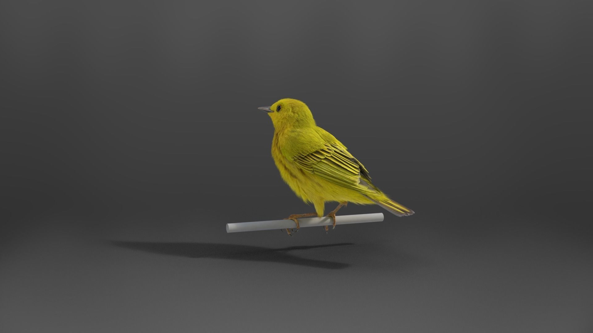 Yellow Warbler Animated VFX Grace 3D model_10