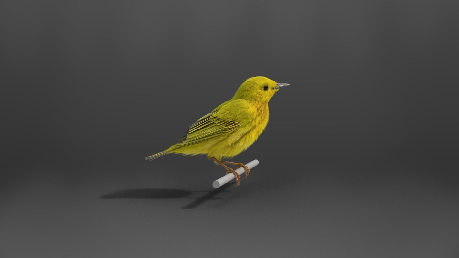 Yellow Warbler Animated VFX Grace 3D model_11