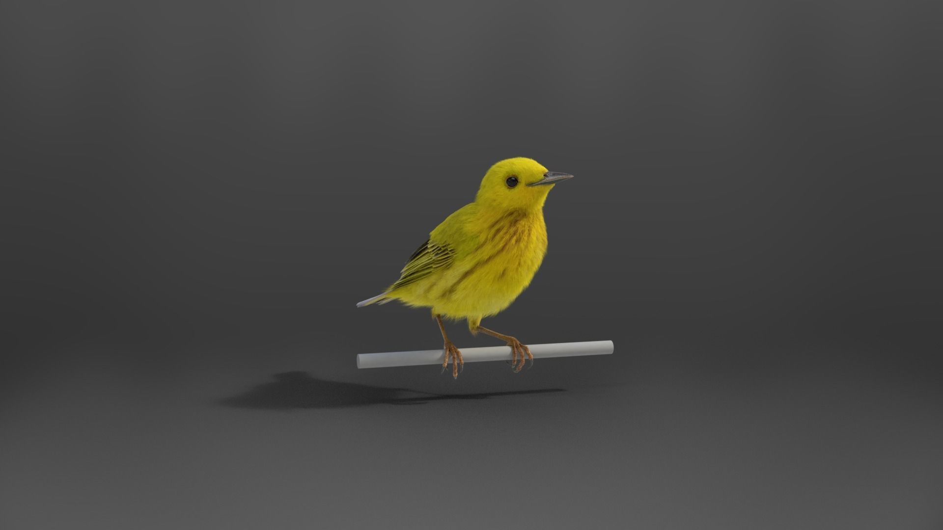 Yellow Warbler Animated VFX Grace 3D model_6