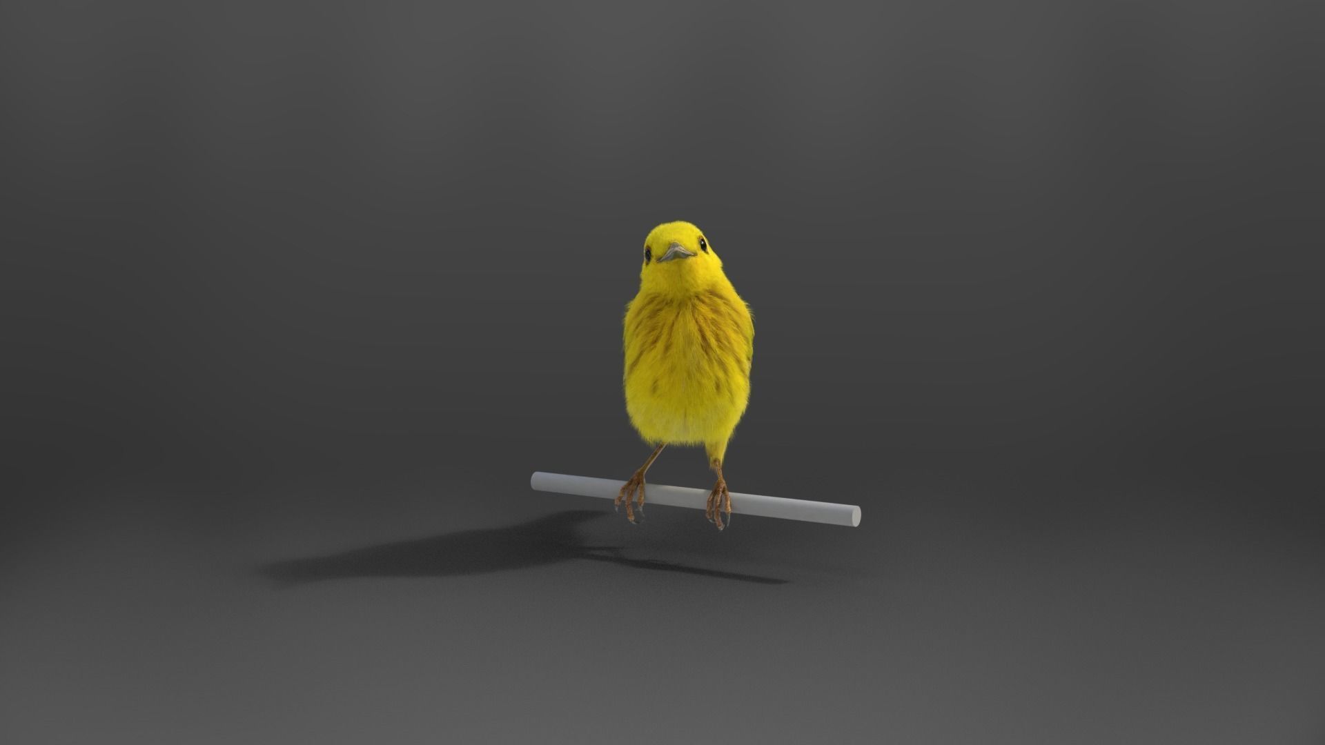 Yellow Warbler Animated VFX Grace 3D model_7