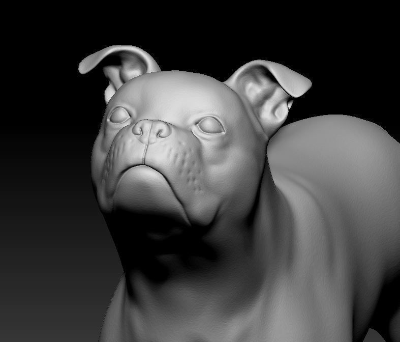 Boston terrier  3D print model_5