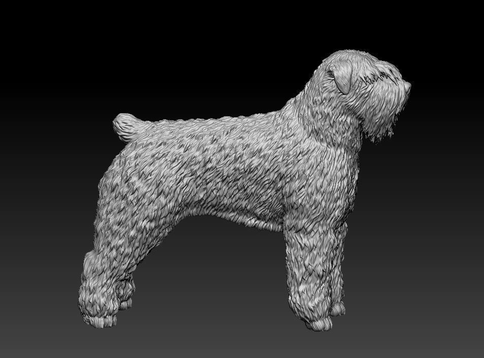Bouvier des Flandres 3D print model_11