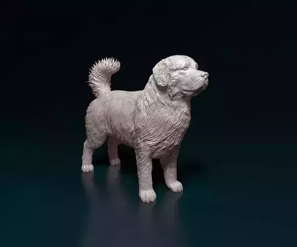 Bovaro del bernese 3D print model