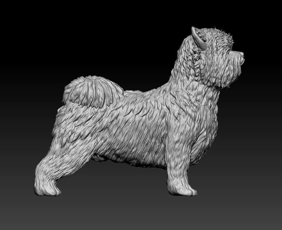 Biewer Yorkshire terrier 3D print model_6