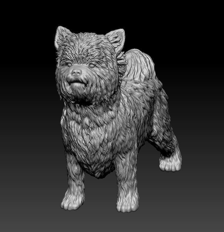 Biewer Yorkshire terrier 3D print model_8