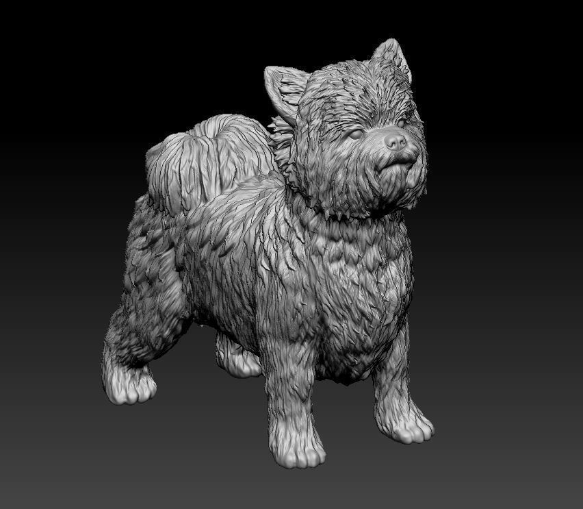 Biewer Yorkshire terrier 3D print model_7