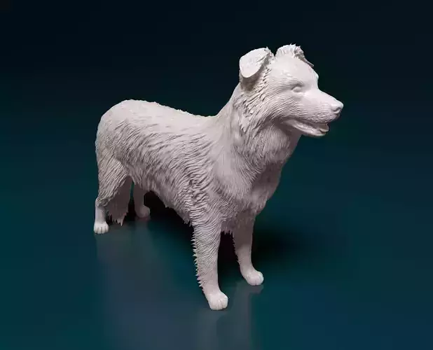 Border Collie 3D print model
