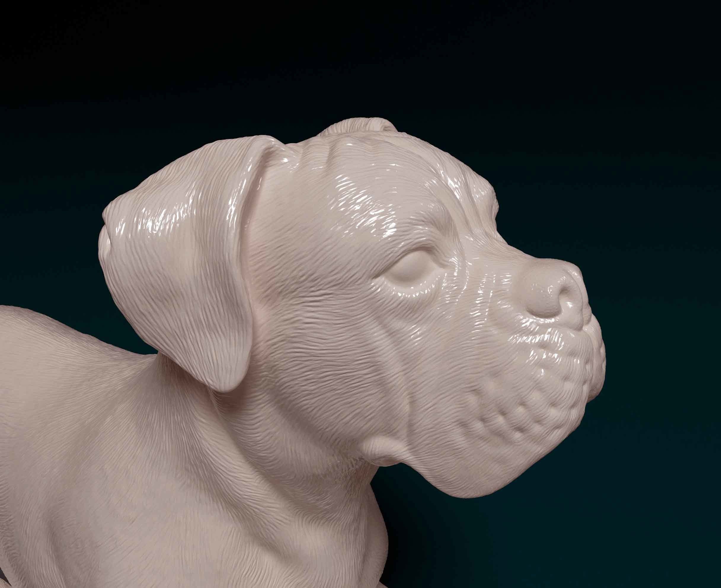 Boxer dog 3D print model_5