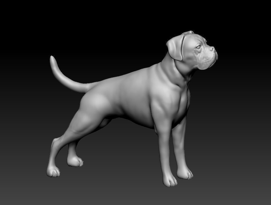 Boxer dog 3D print model_7