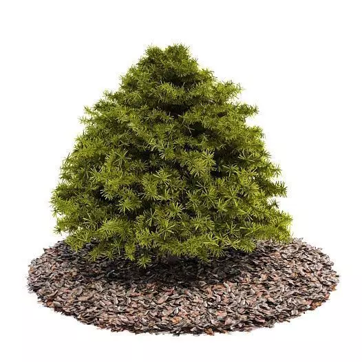 Pine Tree On Top Of A Bed Or Layout Of Cedar Mulch 3D model_0