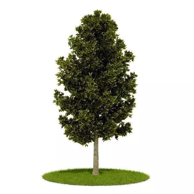 Green Leaved Tree 3D model_0
