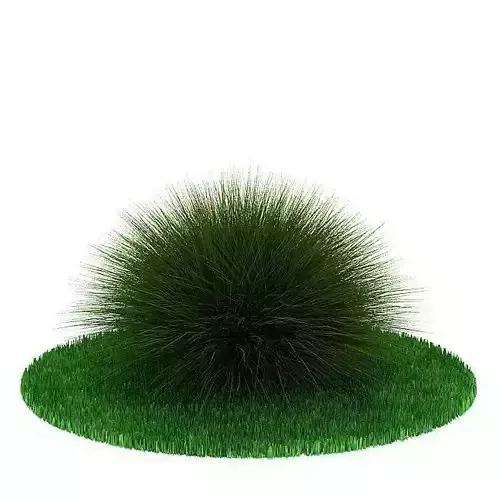 Green Grass Like Bush