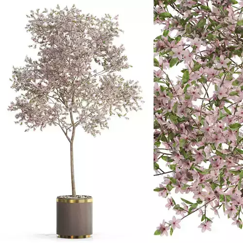 Plants collection 655 3D model