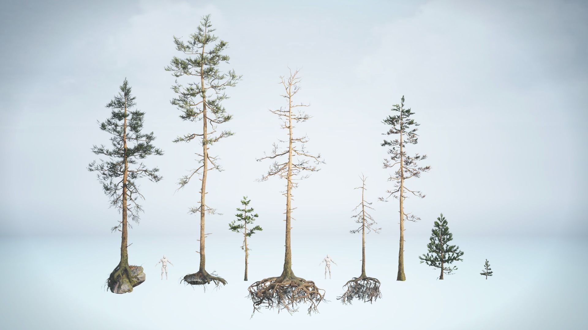 Rocky Pine Trees Forest Biome Low-poly 3D model_10