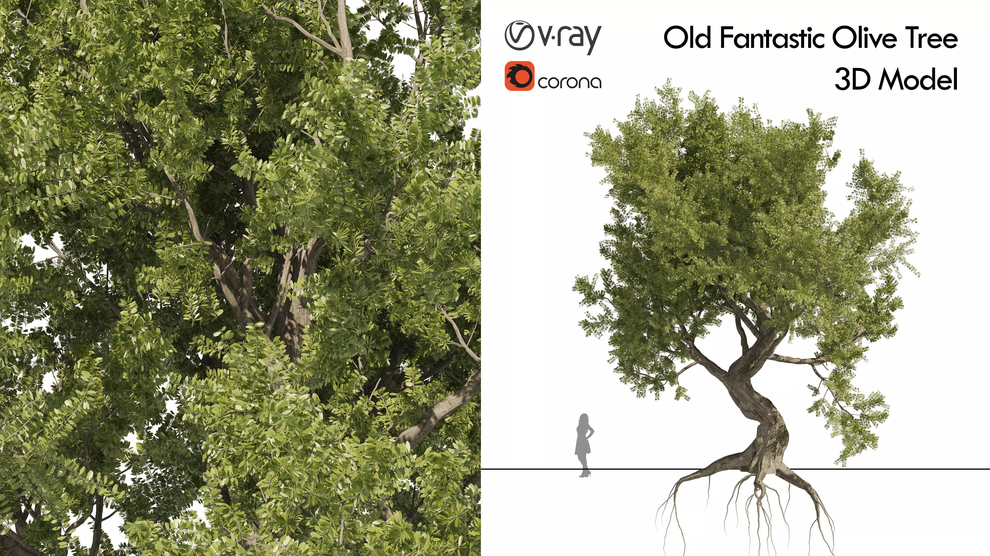 Fantastic Old Olive Tree 3D model_0