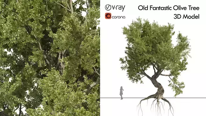 Fantastic Old Olive Tree 3D model