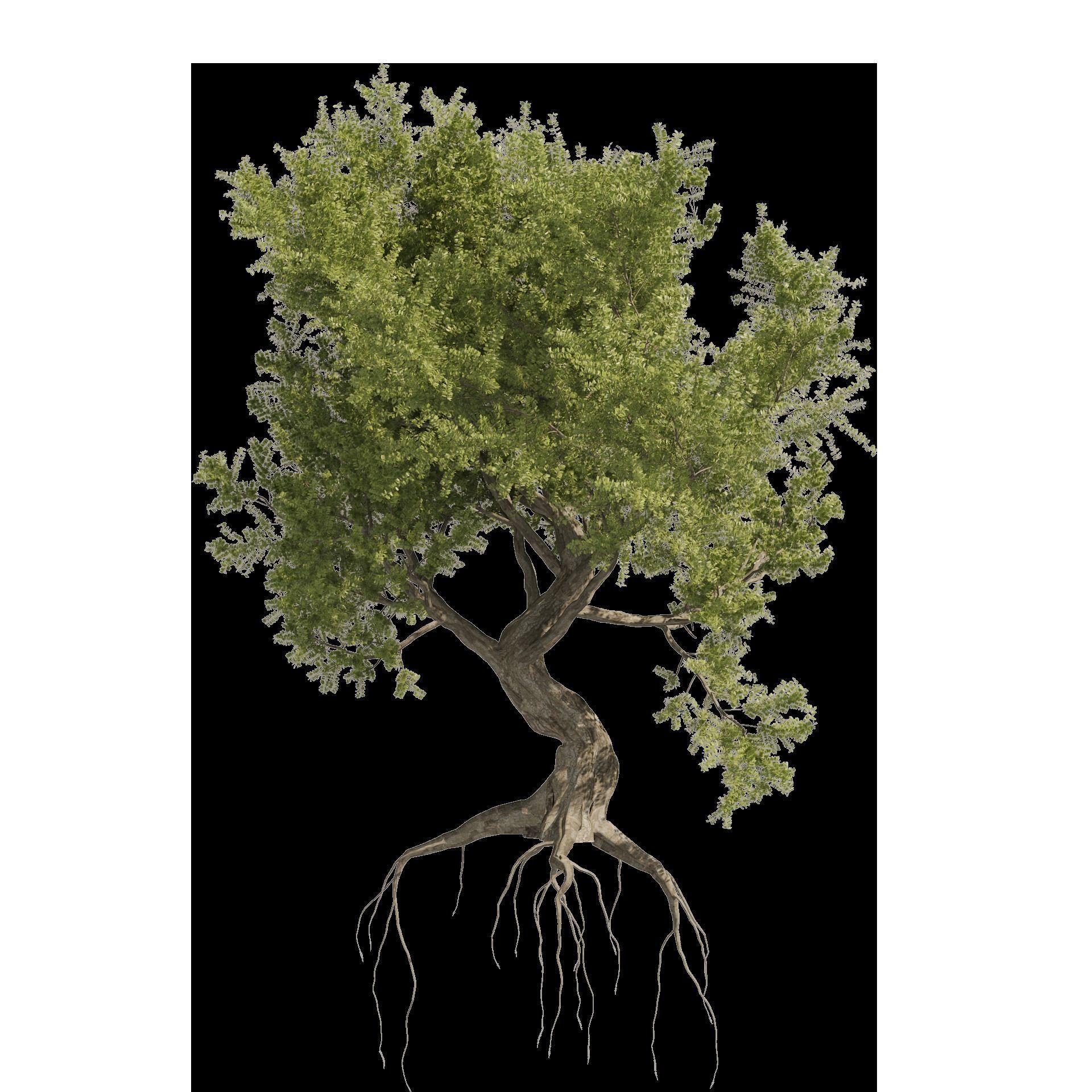 Fantastic Old Olive Tree 3D model_7
