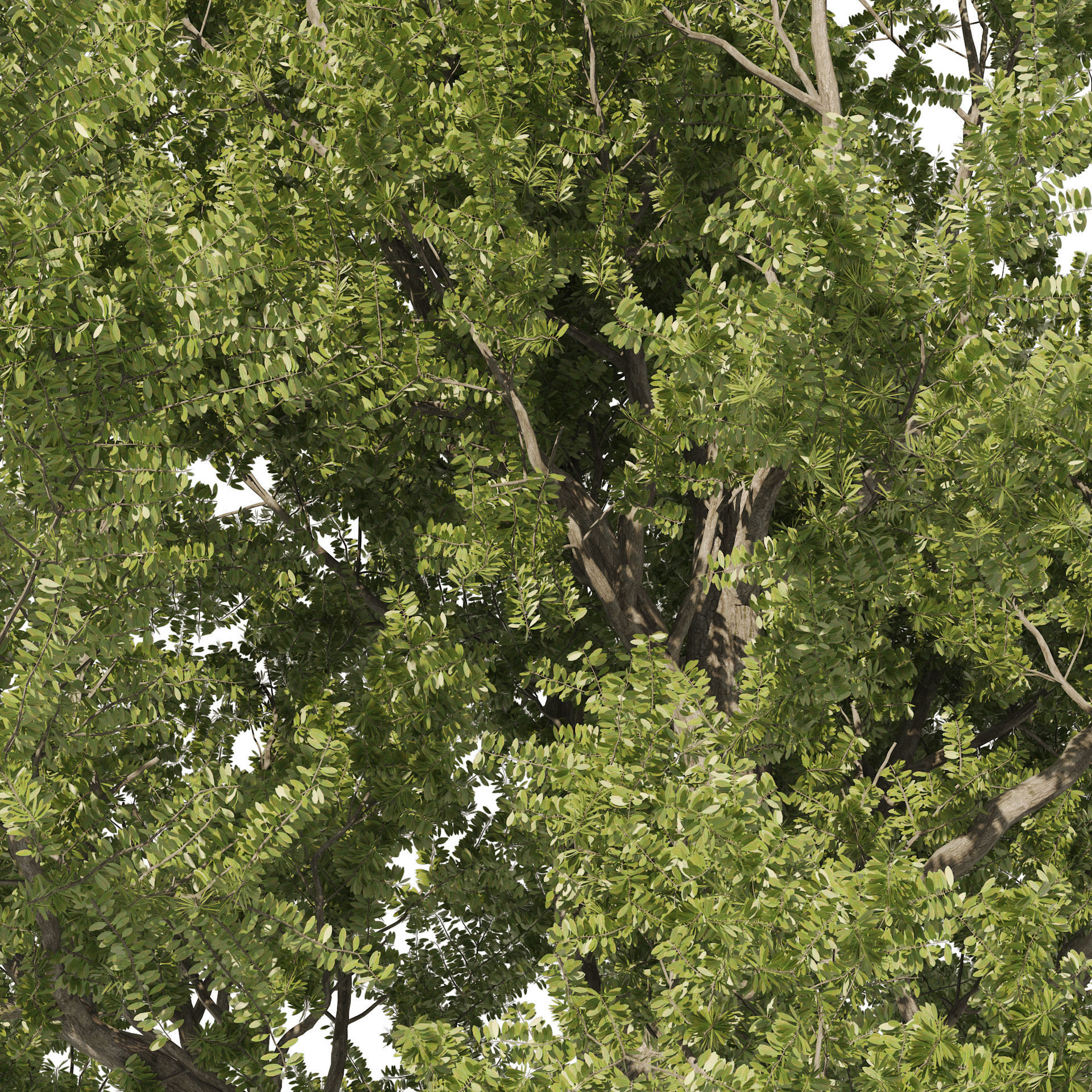 Fantastic Old Olive Tree 3D model_2