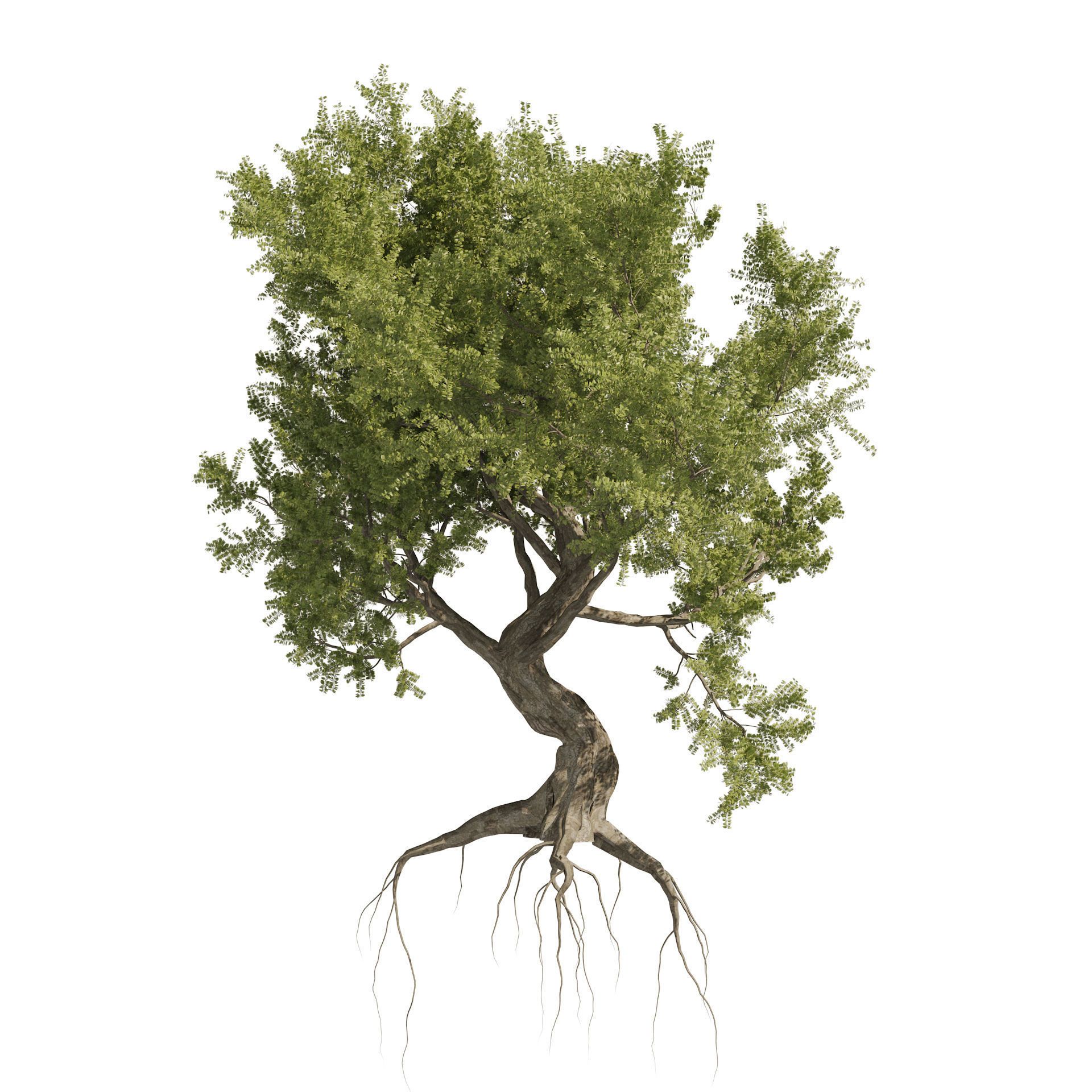 Fantastic Old Olive Tree 3D model_3