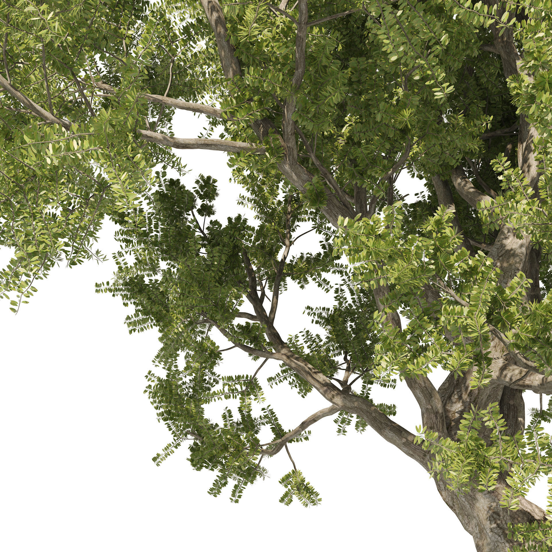 Fantastic Old Olive Tree 3D model_1