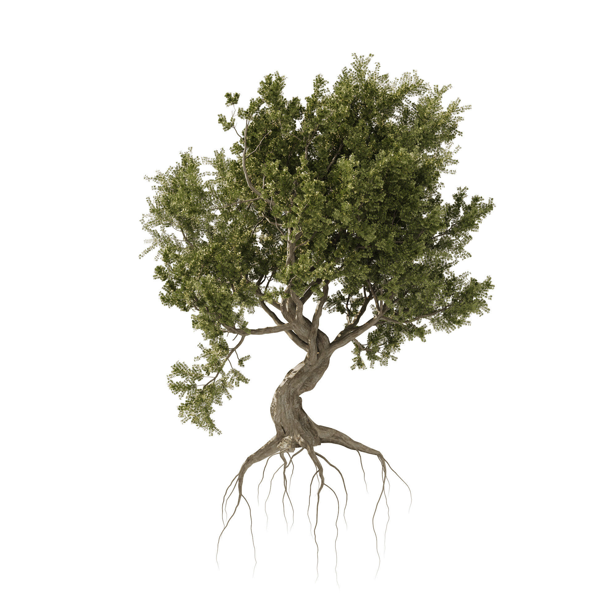 Fantastic Old Olive Tree 3D model_4
