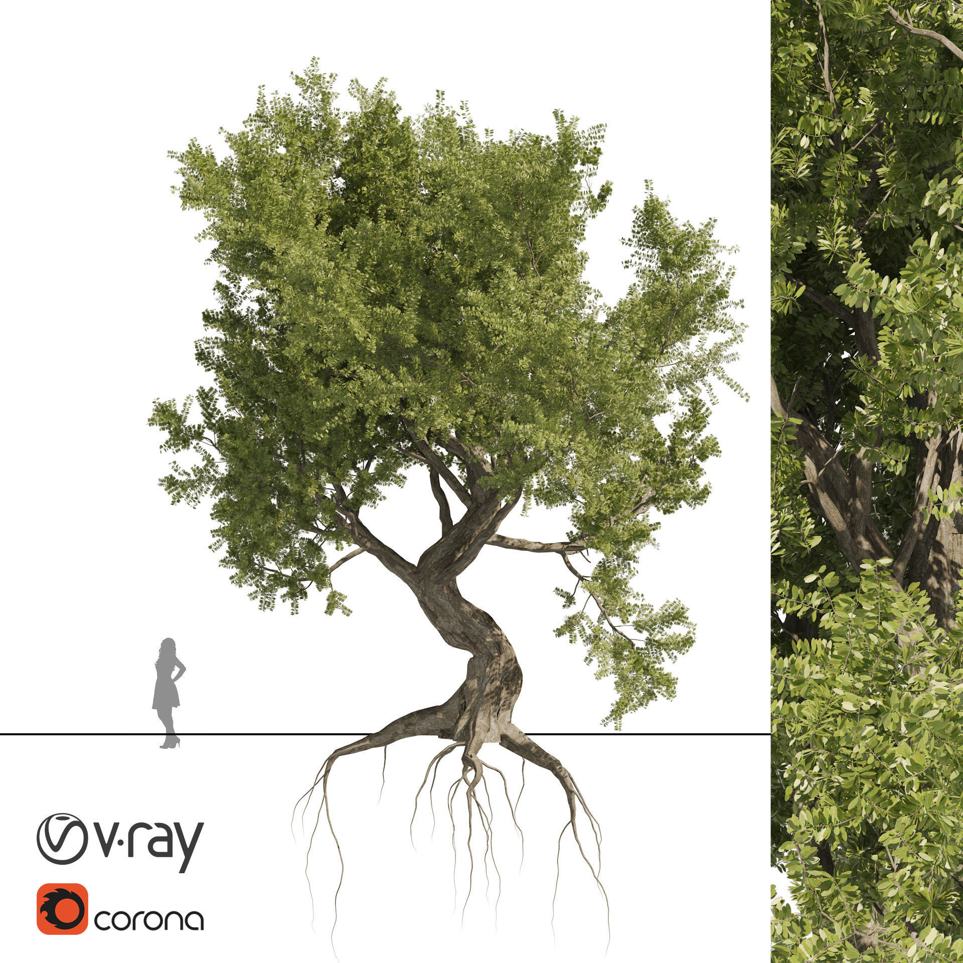 Fantastic Old Olive Tree 3D model_5