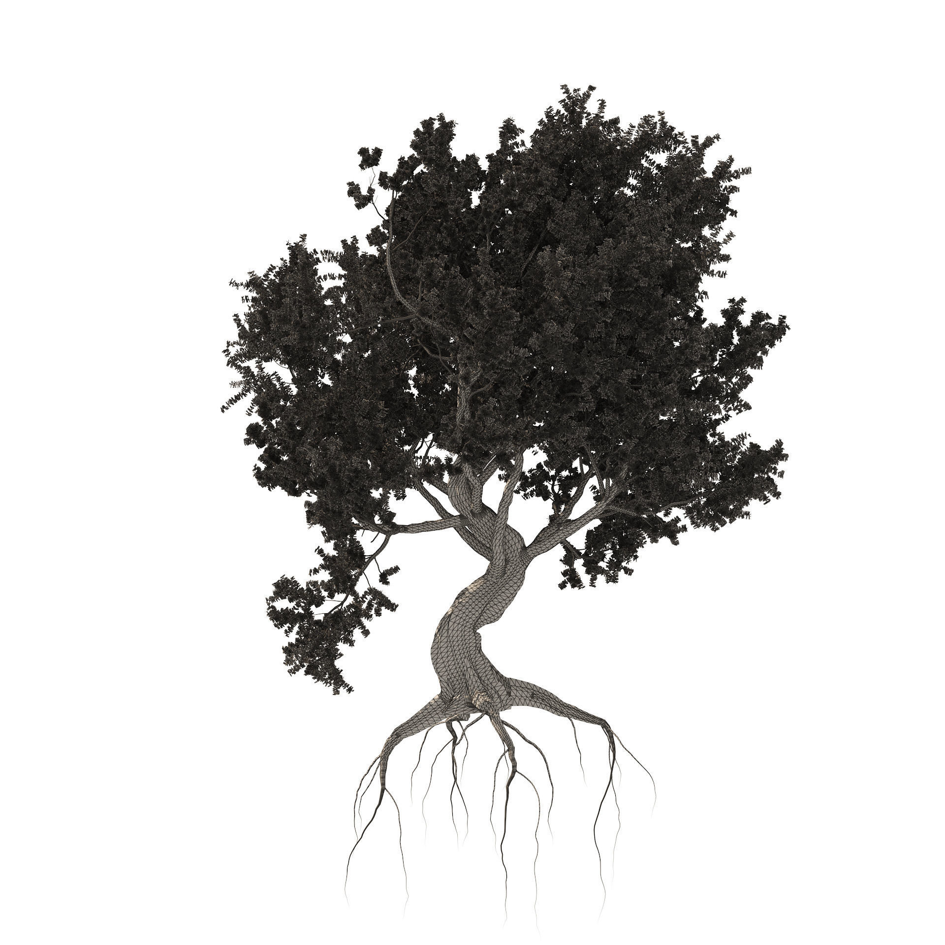 Fantastic Old Olive Tree 3D model_6