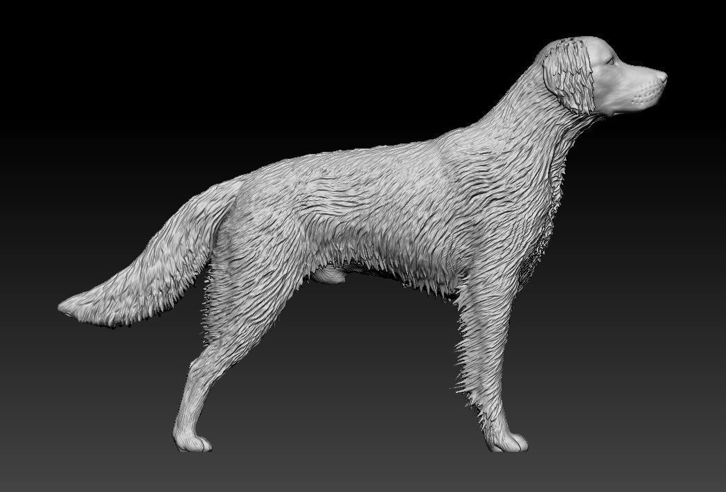 Brittany dog 3D print model_7