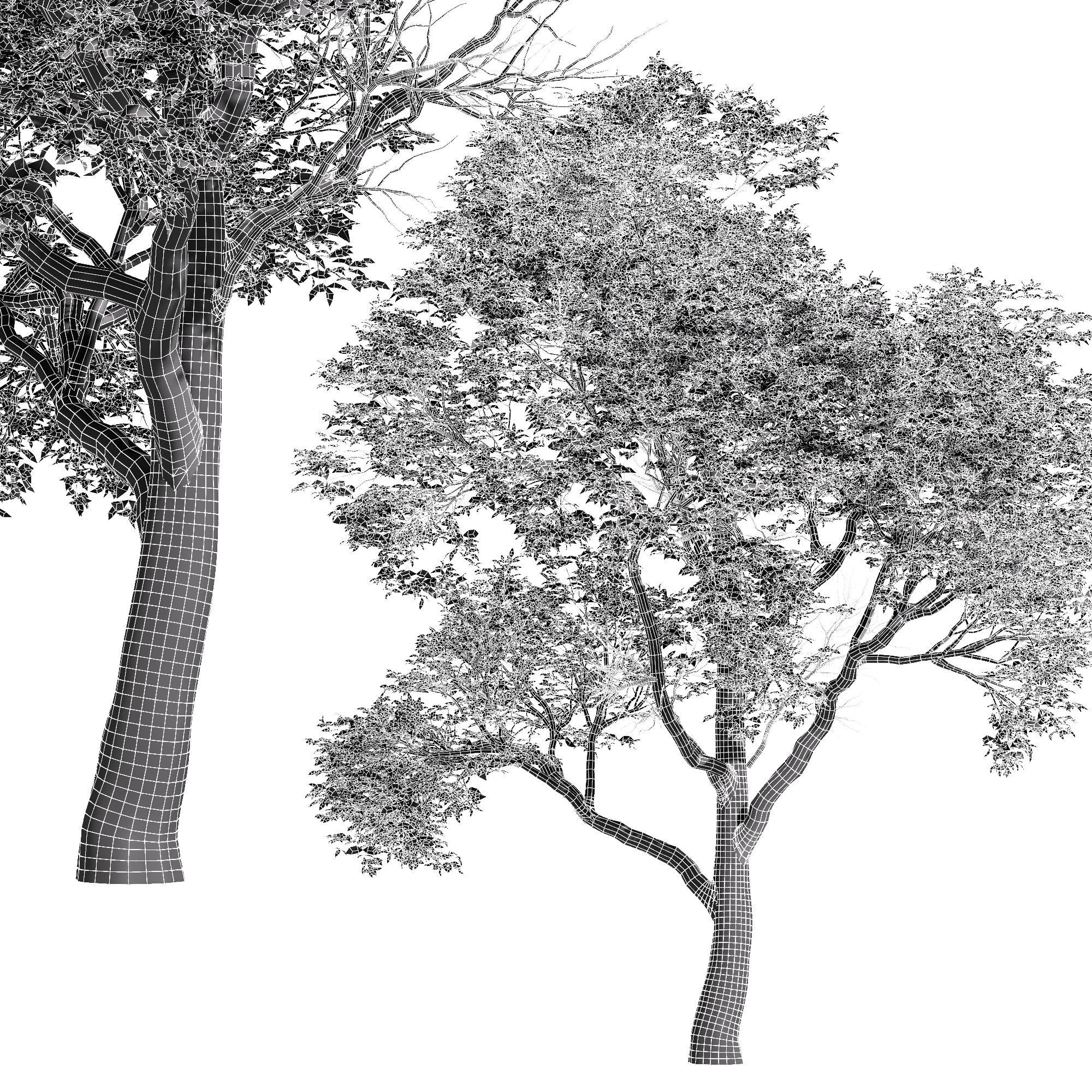 Quercus variabilis tree 3D model_3