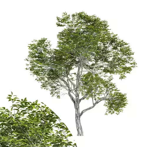 Quercus variabilis tree 3D model