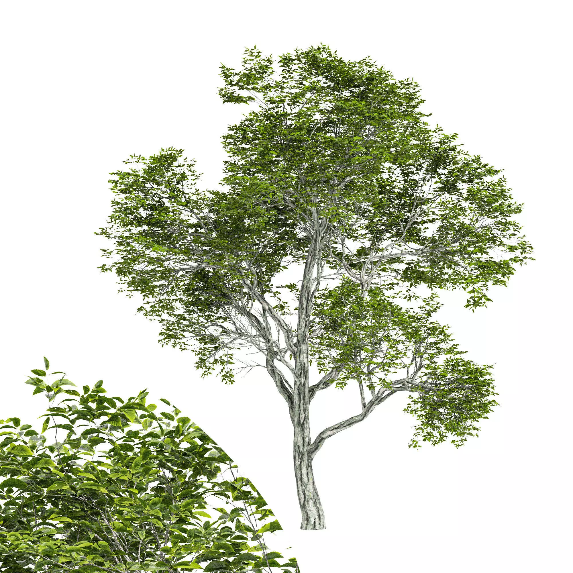 Quercus variabilis tree 3D model_0