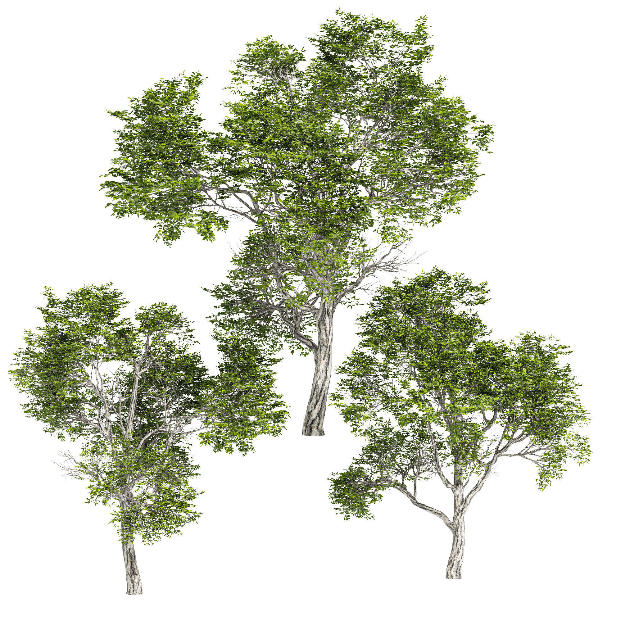 Quercus variabilis tree 3D model_2