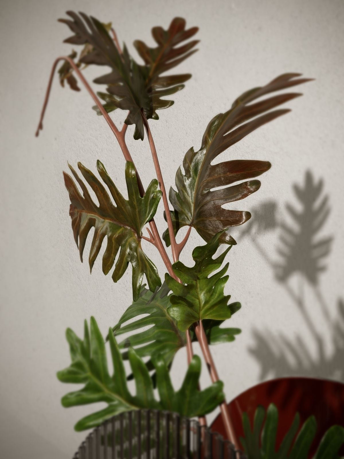 Acrylic Vase with Philodendron 3D model_2