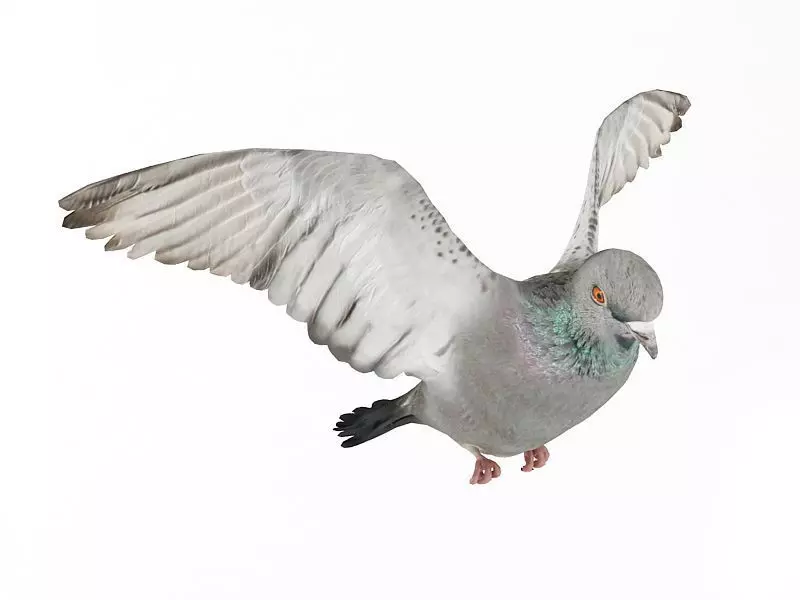 Flying White Pigeon 3D model_0