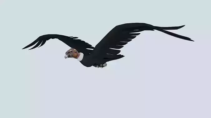 Animated Rigged Condor