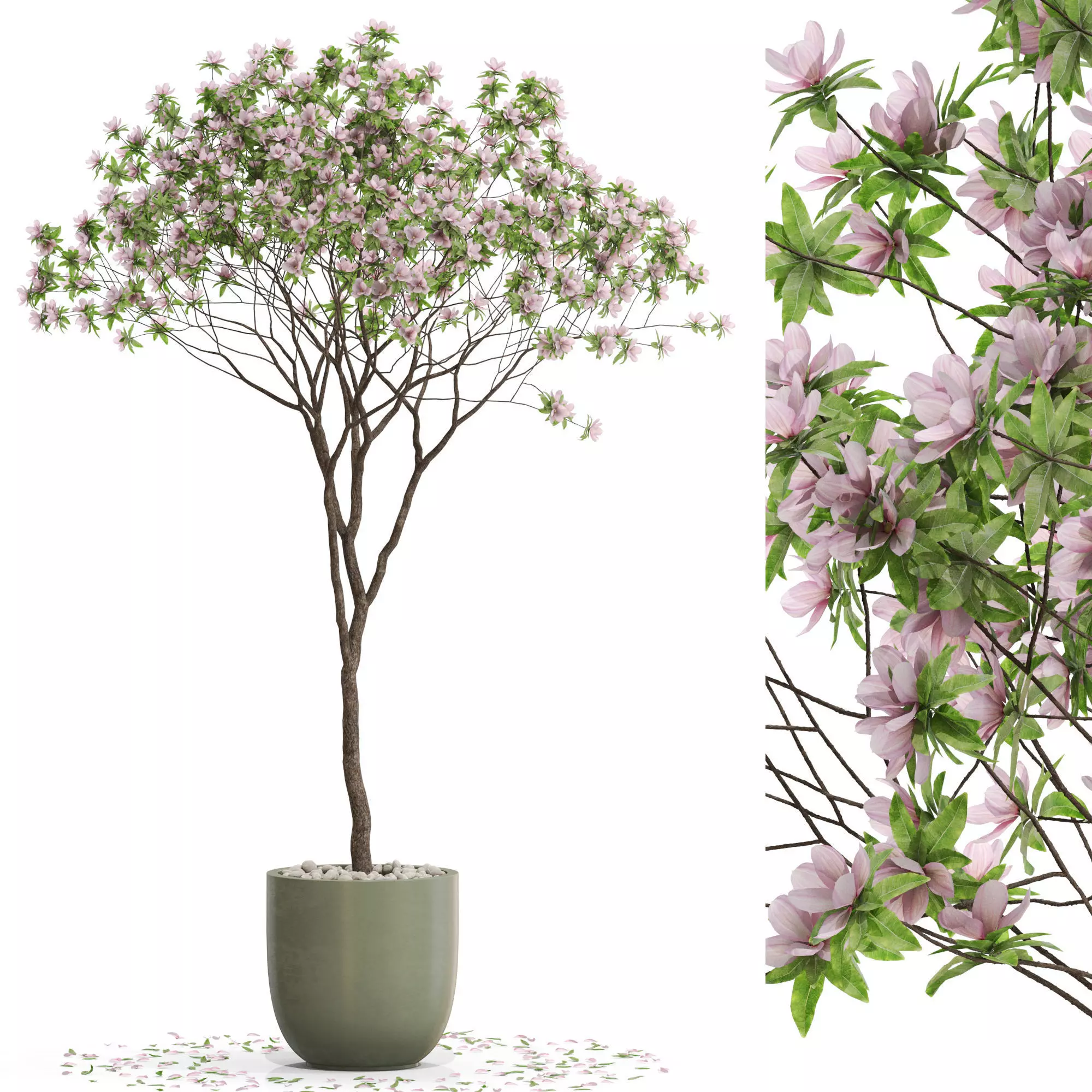 Plants collection 656 3D model