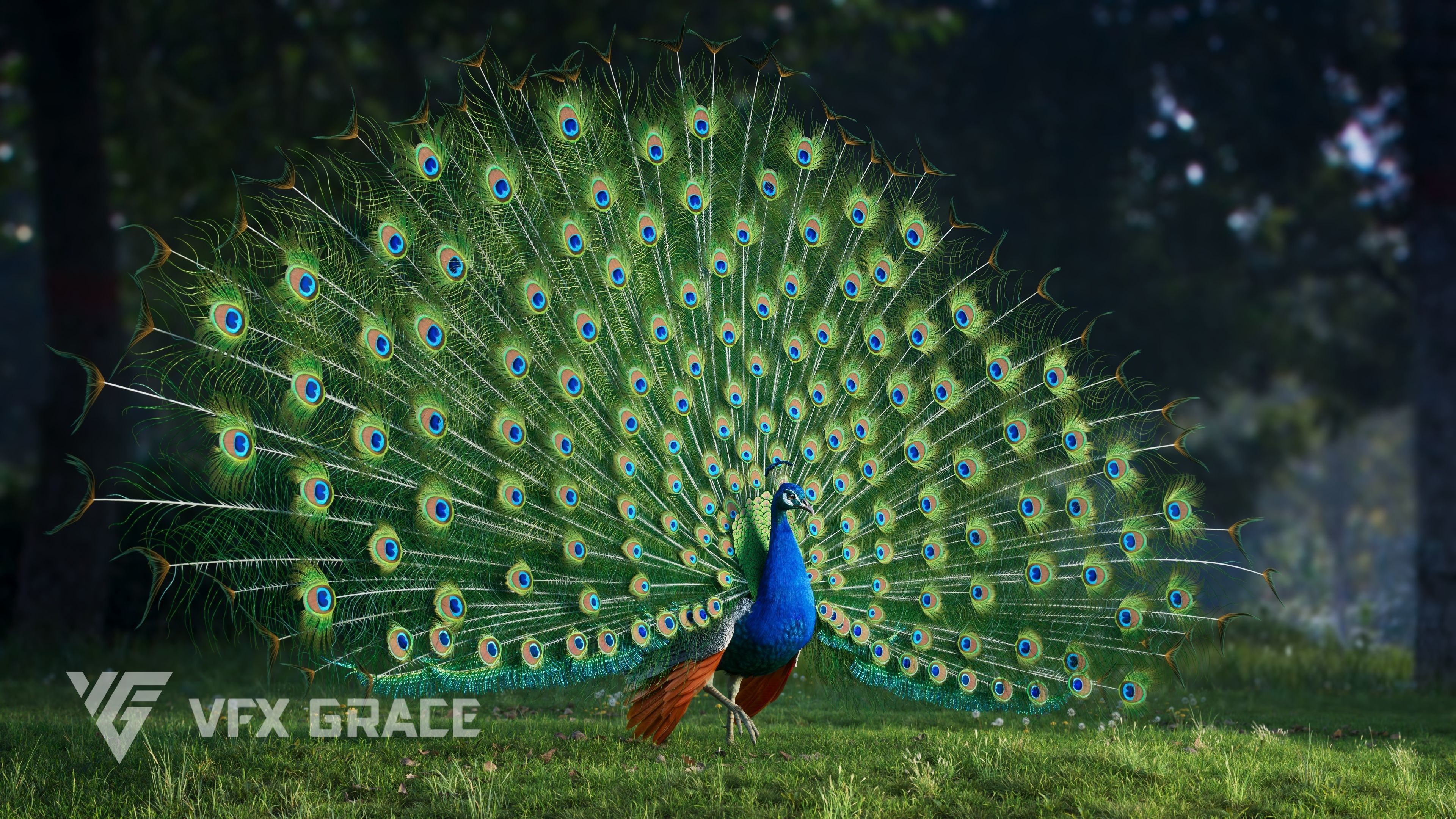 Indian Peafowl Animated VFX Grace 3D model_6