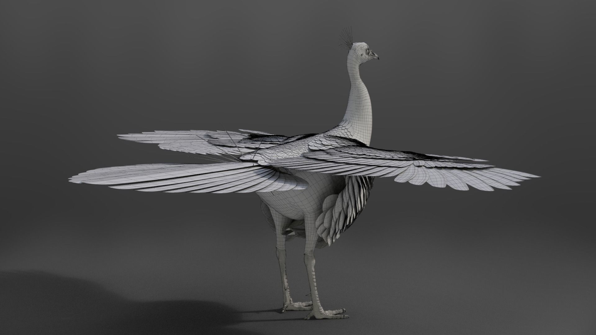 Indian Peafowl Animated VFX Grace 3D model_39